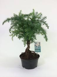 Image result for Araucaria cunninghamii