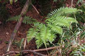 Image result for Polystichum sinense