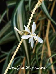 Image result for Chlorophytum velutinum