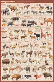 Ungulates The Hoofed Animals All Families Presented Animal Posters African Animals Mammals