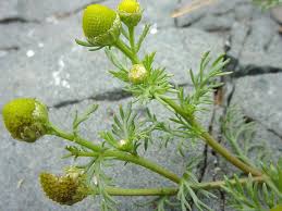 Image result for Dicoma arenaria