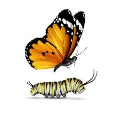 Maybe you would like to learn more about one of these? Monarch Butterfly Images Free Vectors Stock Photos Psd
