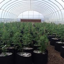 Growers supply has commercial greenhouses and hobby greenhouses, hydroponic systems, nft channels, seed starting supplies, greenhouse kits and accessories . Cannabis Growing Growers Supply