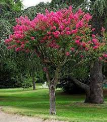 le lagerstroemia ou lilas des indes est un arbuste ou petit arbre a vegetation moyenne petit arbre arbres pour petit jardin arbre de jardin arbuste fleur rose