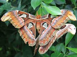 Check spelling or type a new query. Atlasspinner Bornholms Sommerfuglepark