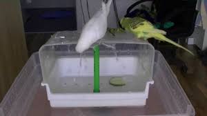 Bird Bath For Budgie Cage The Bird Watertemple Shower Waterfall And Fountain At Once Parrot Toys Parrot Parrot Pet