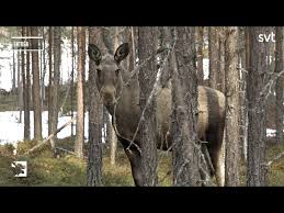 I fjol var svt:s succé den stora älgvandringen större än någonsin, med nästan 600 timmar sändning och 22 fjärrstyrda. Den Stora Algvandringen Solsi Blogg