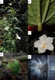 Image result for Hibiscus sidiformis