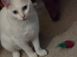 Of all her toys, stinky old slippers are her favorite.