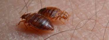 Early detection and treatment are critical to successful control. Pelham Pest Control Pelham Exterminator Pest Control