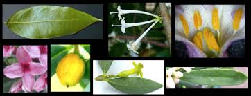 Image result for Thymelaeaceae