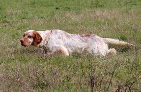 Come tutti i cani da caccia che si t. Cani Pronta Caccia In Vendita Allevamento E Addestramento