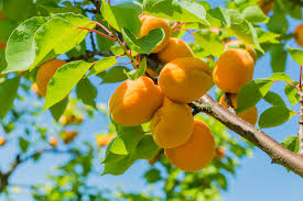 But did you check ebay? Apricot Fertilizer Requirements Learn About Fertilizing Apricots In The Garden