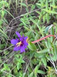 Image result for Melastomastrum segregatum