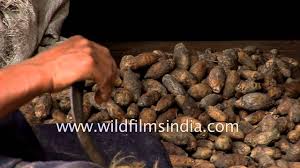Look through examples of gambir translation in sentences, listen to pronunciation and learn grammar. Betel Nut Or Supari Being Prepared In Kerala Youtube