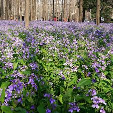 Image result for Miscanthus violaceus