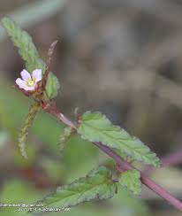 Image result for Melochia corchorifolia