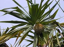 Image result for Pandanus chiliocarpus