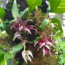 Image result for Rhabdophyllum