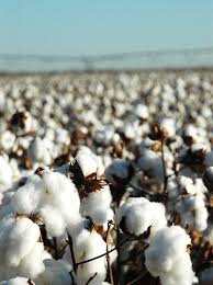 Systems Agronomic and Economic Evaluation of Cotton Varieties in the Texas  High Plains