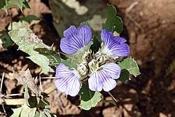 Image result for Blepharis dunensis