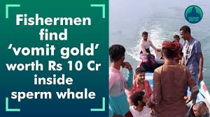 Mendadak english video sok inggris,mendadak english nafsu kuda tenaga ayam,mendadak english kecetit bahada inggris. Fishermen Find Ambergris Worth Rs 10 Cr Inside Carcass Of A Sperm Whale Youtube