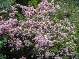 Image result for Tetragonia calycina