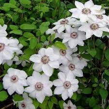 Other common names clematis 'miss bateman'. Clematis Miss Batemann Native Plants