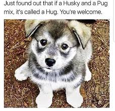 10 Best Funny Animal Photos For Thursday Funny Animal Memes Puppies Cute Baby Animals
