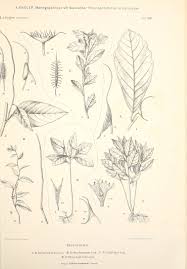 Image result for Dorstenia dinklagei