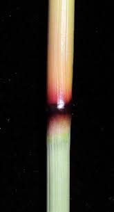 Image result for Aristida meridionalis