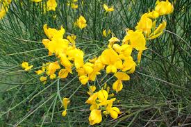 Image result for Spartium