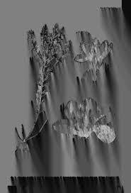 Image result for Micrargeria filiformis