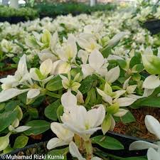 Bunga herbas adalah tanaman bunga hias yang berupa herba yang tidak berbatang. Tanaman Bunga Gerbera Hebras Rambat Shopee Indonesia