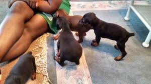 It is our policy not to place male dobermans in homes with resident male dogs. Ckc Doberman Puppies For Sale In New Bern North Carolina Classified Americanlisted Com