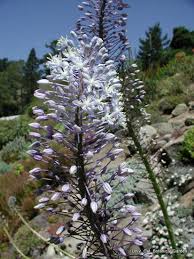 Image result for Merwilla lazulina