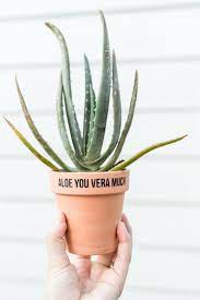 Depending on the age of your plant, you may be able to divide it at the same time, thus making a second plant! Painted Aloe You Vera Much Pot Plant Pot Design Flower Pot Crafts Aloe