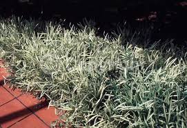 Image result for Stenotaphrum