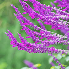 Image result for Sabicea orientalis