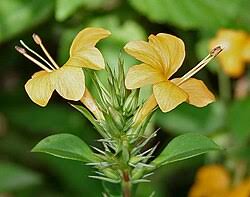 Image result for Barleria cristata