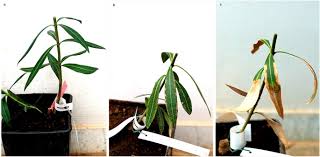 Image result for xylella fastidiosa oleander symptoms