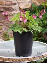 Dicentra formosa (luxuriant) 2 by katsu333. Dicentra Formosa Luxuriant From Burncoose Nurseries