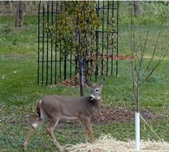 10 rabbit resistant proven winners® perennials. Deer And Rabbit Resistant Plants
