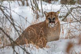 Cougar followed, hissed at hikers in latest incident prompting warning from  Alberta Parks | CBC News