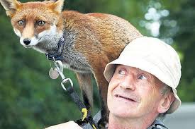Rescued fox Grainne is just wild about her 'Dr Doolittle'