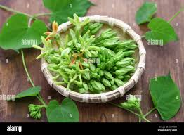 Image result for Telosma