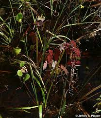 Image result for Xyris parvula