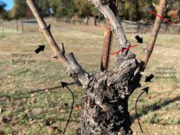 Image result for grape pruning