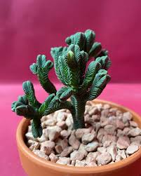 Image result for Crassula alticola