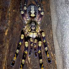 Image result for Centema subfusca